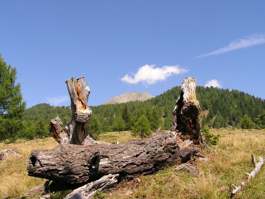 Von der Preisdorfer Wiese war der Gipfel vom Kampleck -2523 m- bereits erkennbar.